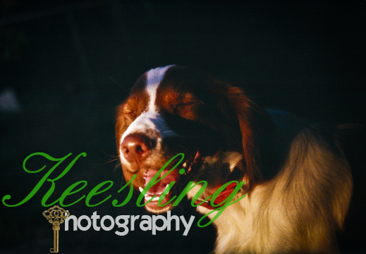 35mm Film Gallery