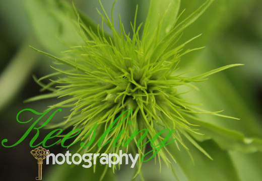 Macro Shots 05-16-2013