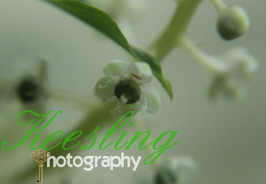 Macroshoot 07-16-2012