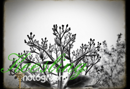 CA 08151217175269-2027694356-O