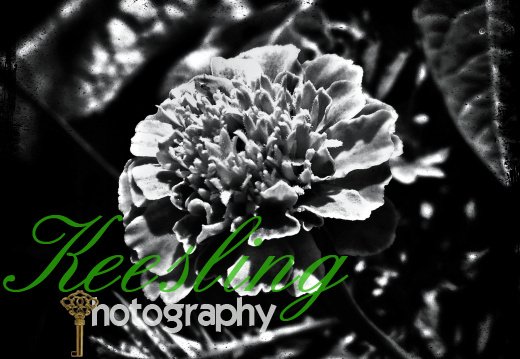 CA 08151223092061-2028294763-O