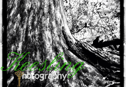 CA 08161223385653-2030151312-O