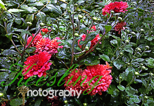 CA 08271223545027-2052044295-O