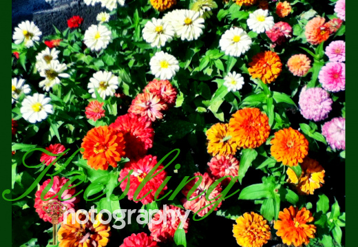 Pic 07-25-2012-1987285668-O