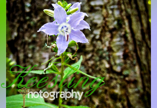 Pic 08-07-2012-2011635357-O