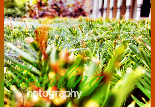 Pic 08-11-2012-2019792795-O